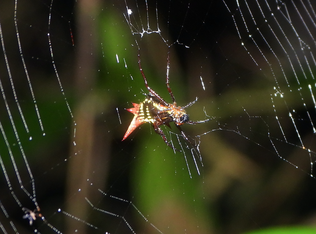 Araneidae image
