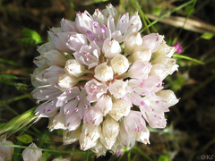 Allium amplectens