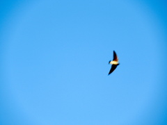 Petrochelidon pyrrhonota