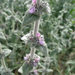 Mediterranean Woundwort - Photo (c) Claire Forrest, some rights reserved (CC BY-NC)