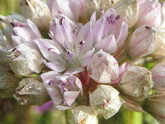 Allium amplectens