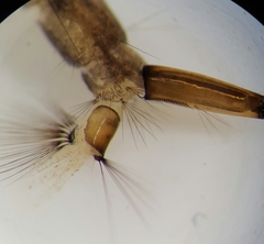 Aedes canadensis