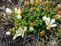 Gentianella saxosa