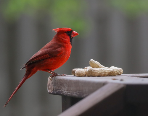 Northern Cardinal photographed in Nebraska