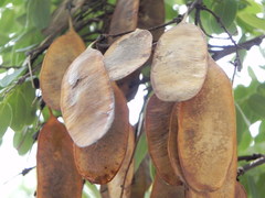 Dalbergia miscolobium