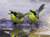 Yellow-tufted Honeyeater - Photo (c) rodgerp, some rights reserved (CC BY-NC)