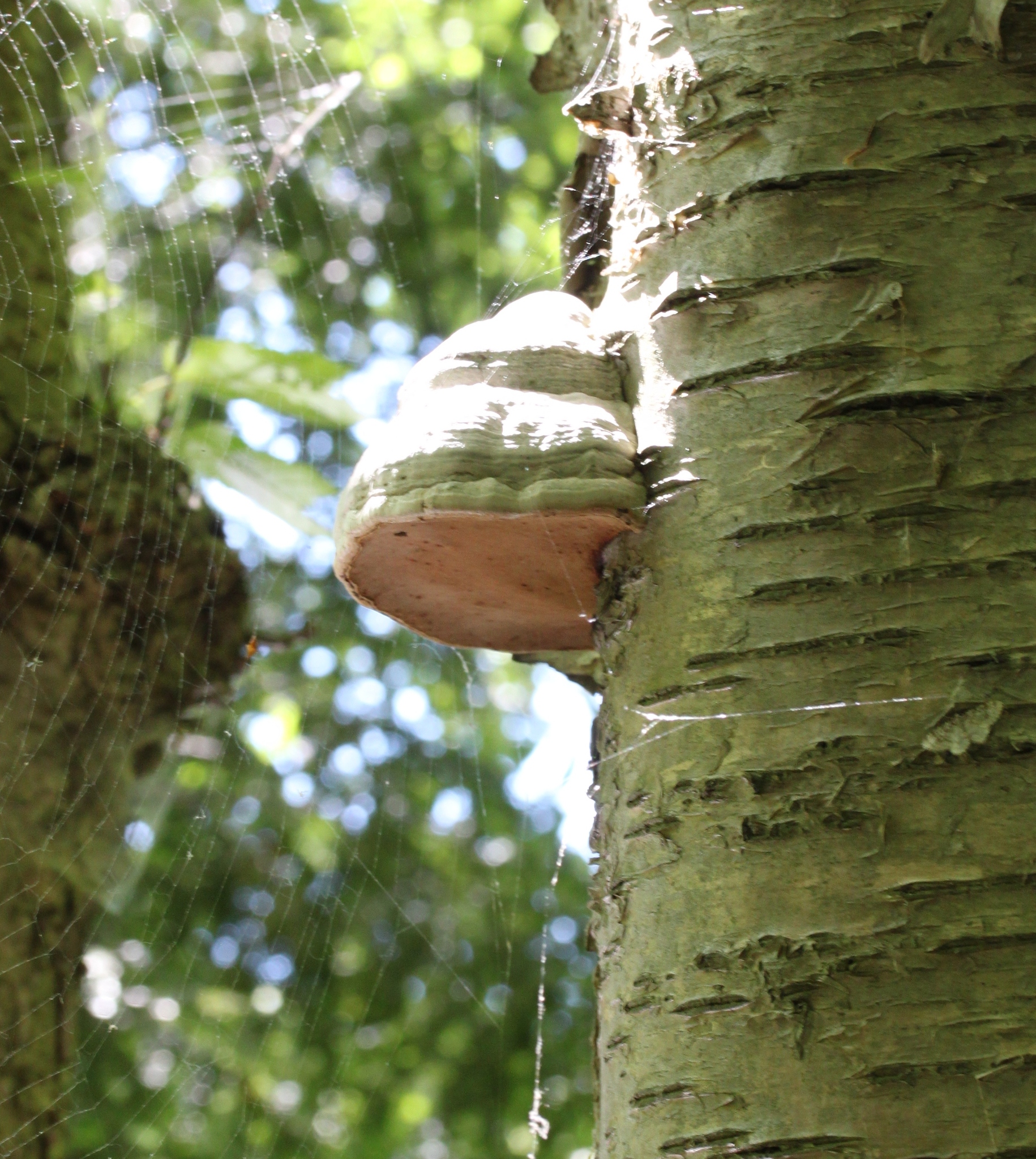 Fomes fomentarius image