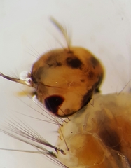 Aedes vexans