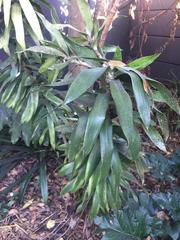 Platanaceae