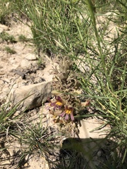 Aphyllon multiflorum