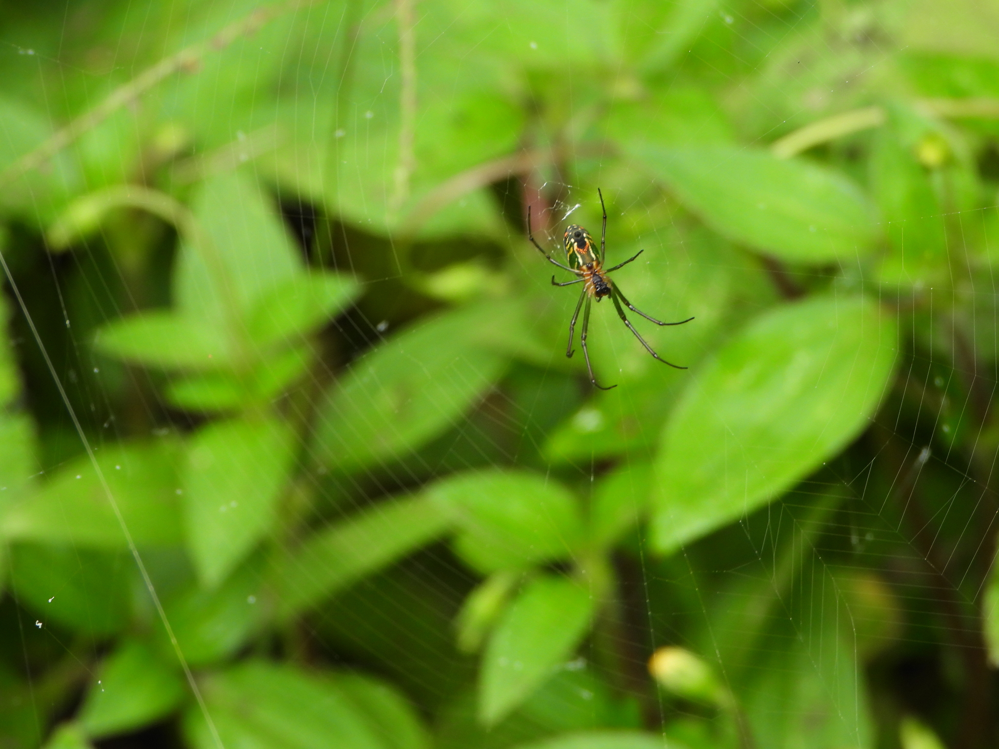 Tetragnathidae image