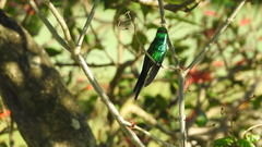 Cynanthus forficatus
