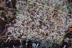 Cladonia subpungens