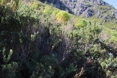 Psoralea obliqua