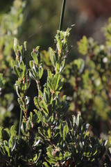 Psoralea obliqua