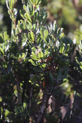 Psoralea obliqua