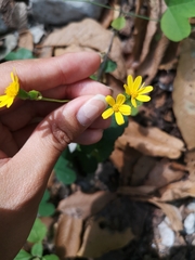Packera coahuilensis