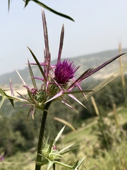 Notobasis syriaca