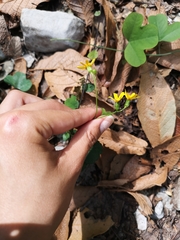 Packera coahuilensis