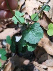 Packera coahuilensis