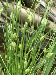 Isolepis carinata