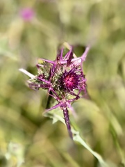 Notobasis syriaca