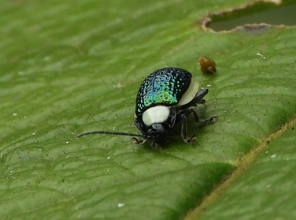 Asphaera image