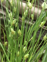 Isolepis carinata