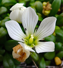 Gentianella saxosa