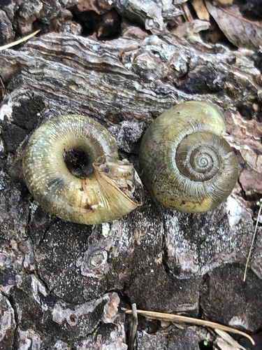 Beaded Lancetooth Snail
