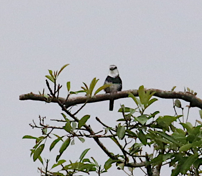 White-necked Puffbird from La Selva Biological Station, 3 km al sur de ...