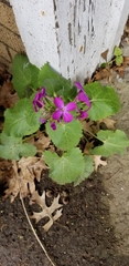 Lunaria