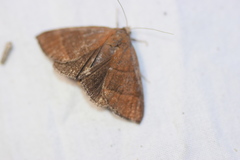 Argyrostrotis quadrifilaris