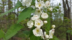 Crataegus mollis