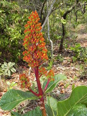Palicourea rigida