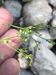 Spermolepis inermis