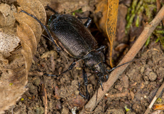 Calosoma inquisitor