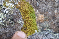 Hypodontium pomiforme