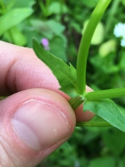 Valerianella umbilicata