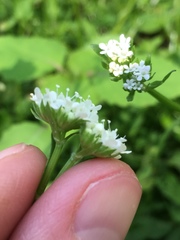 Valerianella umbilicata