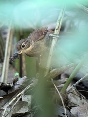 Chiriqui Foliage-Gleaner photo 2