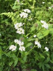 Valerianella umbilicata