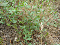 Acmispon americanus americanus