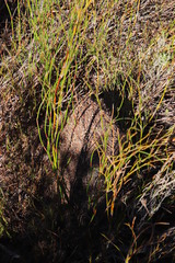 Myrmicaria nigra