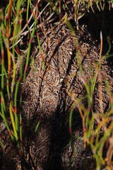 Myrmicaria nigra