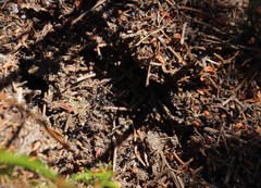 Myrmicaria nigra