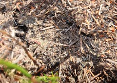 Myrmicaria nigra