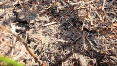 Myrmicaria nigra
