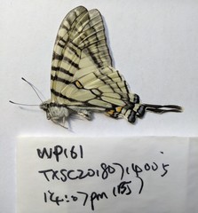 Graphium mandarinus