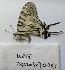 Graphium mandarinus